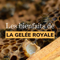Honig und Gelée Royale