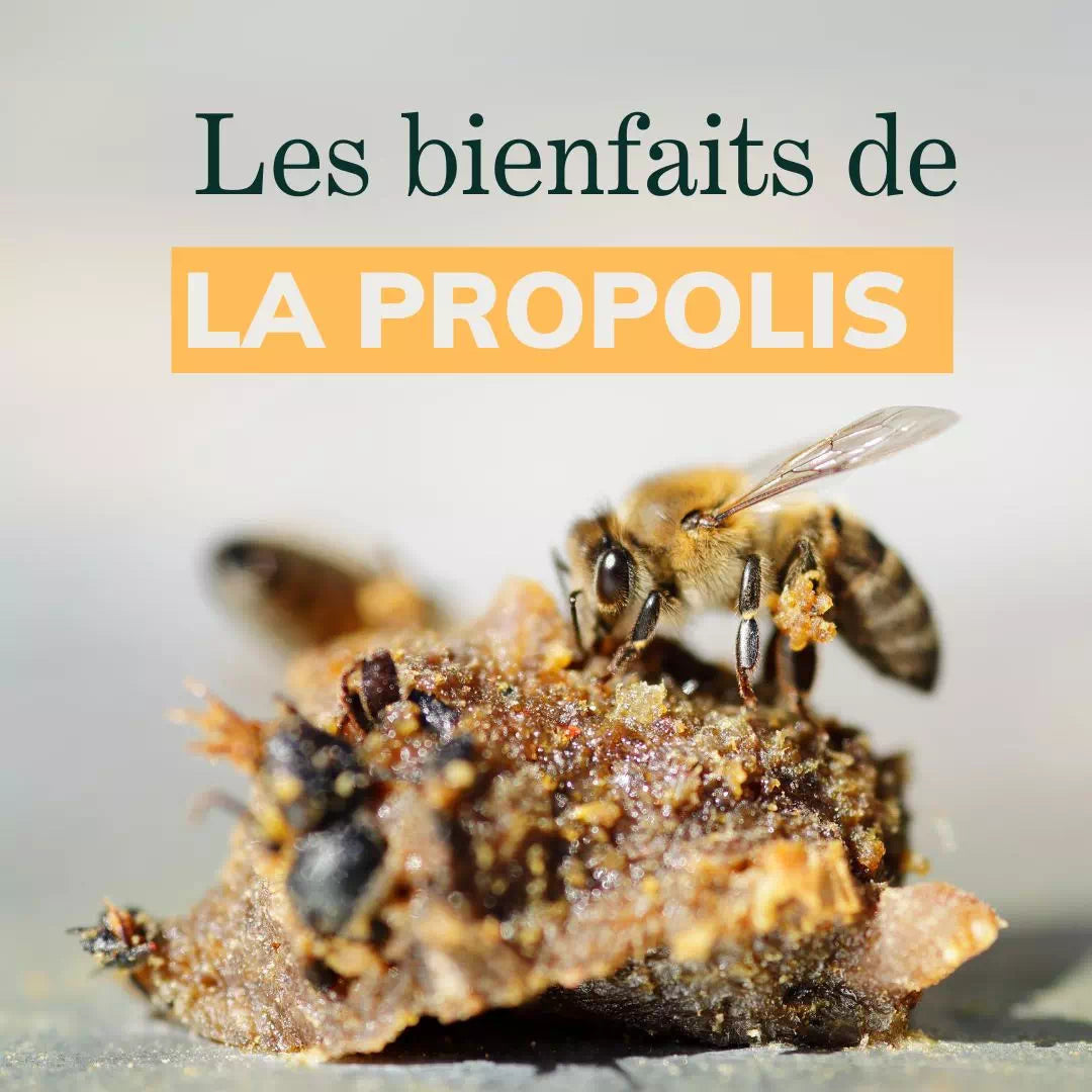 Honig-Propolis-Bonbons